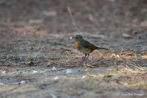 Nature oiseaux