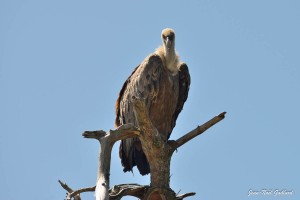 Nature oiseaux