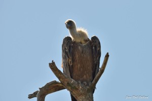 Nature oiseaux