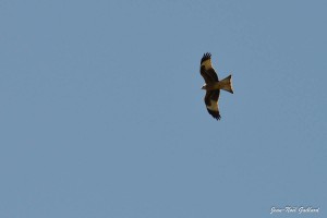 Nature oiseaux