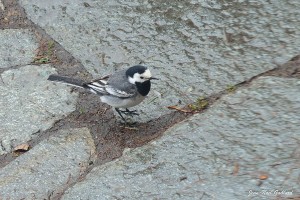 Nature oiseaux