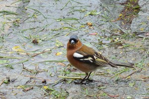 Nature oiseaux
