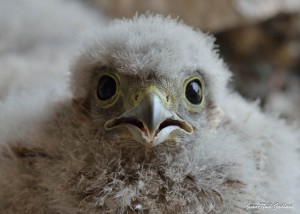 Parc Naturel Régional des Monts d'Ardèche