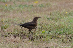 Nature oiseaux
