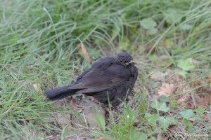 Nature oiseaux
