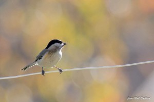 Parc Naturel Régional des Monts d'Ardèche