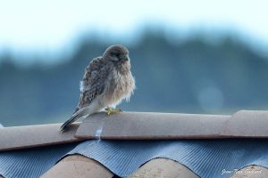Parc Naturel Régional des Monts d'Ardèche