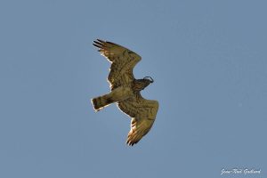 Parc Naturel Régional des Monts d'Ardèche