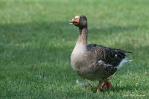 Nature oiseaux
