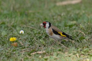 Nature oiseaux