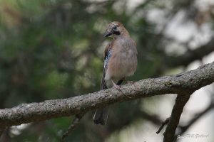 Nature oiseaux