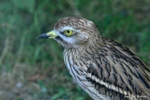 Nature oiseaux