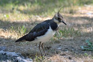 Nature oiseaux