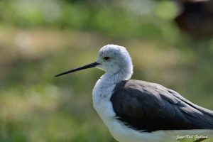 Nature oiseaux