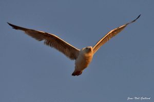 Nature oiseaux