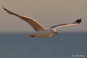 Nature oiseaux
