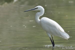 Nature oiseaux