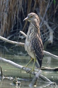 Nature oiseaux
