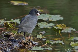 Nature oiseaux