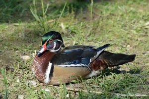 Nature oiseaux - La Dombes