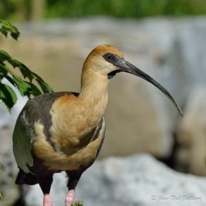 Nature oiseaux - La Dombes