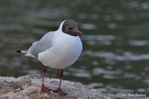 Nature oiseaux