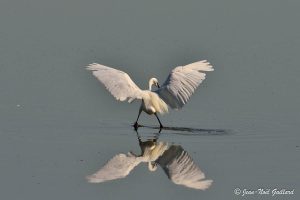 Nature oiseaux - Le Teich