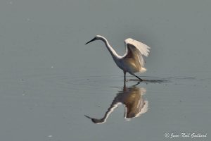 Nature oiseaux - Le Teich