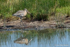 Nature oiseaux - Le Teich