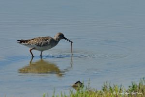 Nature oiseaux - Le Teich