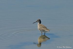 Nature oiseaux - Le Teich