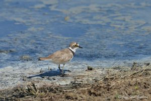 Nature oiseaux - Le Teich