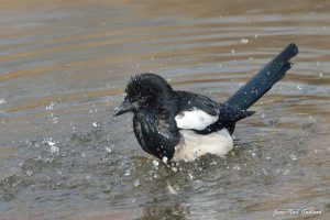 Nature oiseaux