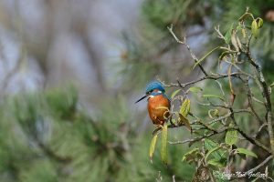 Nature oiseaux