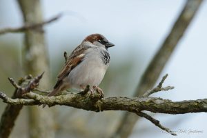 Nature oiseaux