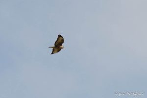 Nature oiseaux