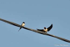 Nature oiseaux