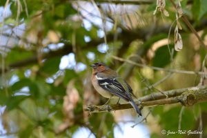 Nature oiseaux