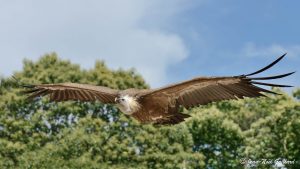 Nature oiseaux