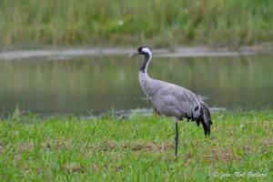 Nature oiseaux - Baie de Somme