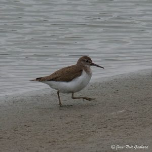 Nature oiseaux - Baie de Somme