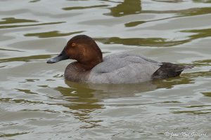 Nature oiseaux - Baie de Somme