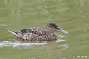 Nature oiseaux - Baie de Somme