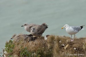 Nature oiseaux