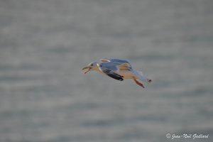 Nature oiseaux