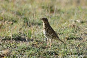 Vercors - Nature oiseaux