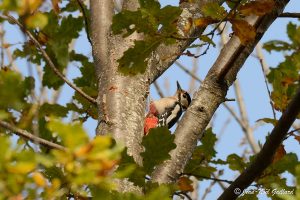 Parc Naturel Régional des Monts d'Ardèche