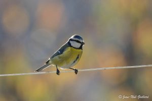 Parc Naturel Régional des Monts d'Ardèche