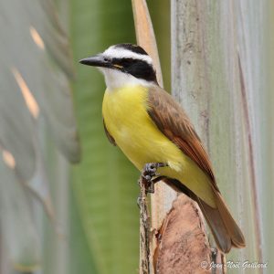Nature oiseaux - Honduras
