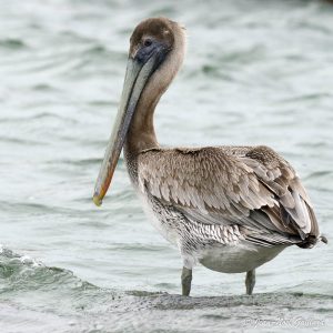 Nature oiseaux - Guatemala